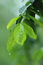 After A Rain