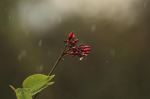 Blossom Flower In Drizzling 