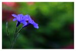 Blue Blossom 