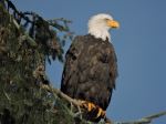 Beautiful Bald Eagle