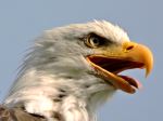 Outraged Bald Eagle
