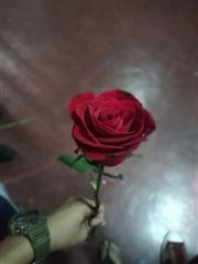 Love Of Roses 