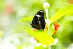 Butterfly In Posing