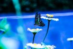 Beautiful Butterfly