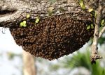 Honey Bee With Hive