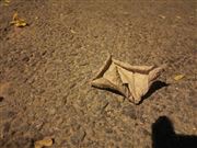 Leaf