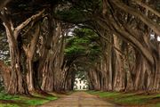 Cypress Tree Tunnel