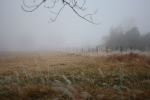 Foggy Pasture