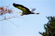 Wings In The Wild