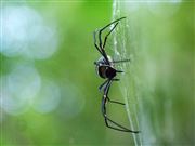 Giant Golden Orb Weaver (Nephila Pilipes)