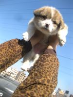 Sky So High