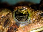 Eye Of Frog