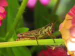Grasshopper On Stem
