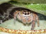 Jumping Spider In A Leaf