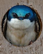 Nesting Tree Swallow