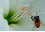Busy As A Bee