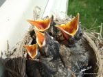 Hungry Babies
