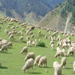 Sheep And Nature