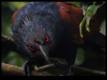 Angry Coucal