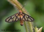 Orange Moth