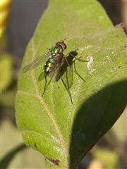 Fly And Green Leaf 