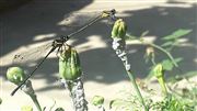 Hopper And Flower Bud