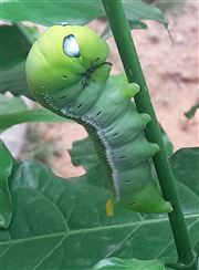 The Beauty Of Green 