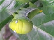 The Beauty Of Nature 