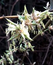 The Beauty Of Bamboo Flower 