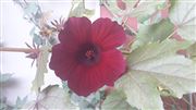 The Beauty Of Colour 