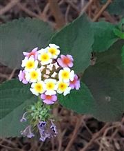 The Beauty Of Flower 