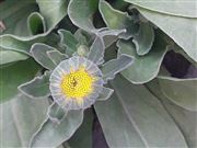 The Beauty Of Flower 