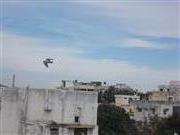 Best Scene Of Bird With Stylish Movement Of Wings 