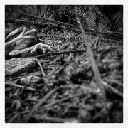Dead Bird