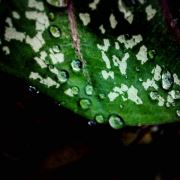 Water Droplets