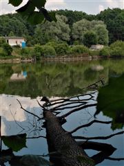 Nature Reflect