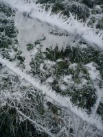 Ice Crystals On A Fence