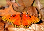Butter Fly