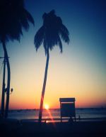 Coconut Tree At Sunset