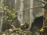 Monkey Bonding