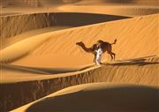 Camel In Liwa Desert 