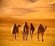 Camels In Liwa Desert 