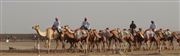 Camels In Liwa Desert 