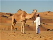 Camels In Liwa Desert 