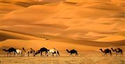 Camels In Liwa Desert 