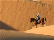 Camels In Liwa Desert 