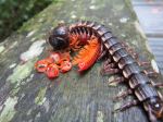 Centipede Eating Milipede