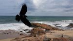 Bird In The Air