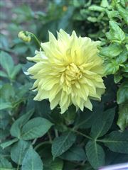 Yellow Nature