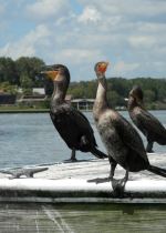 Cormorants